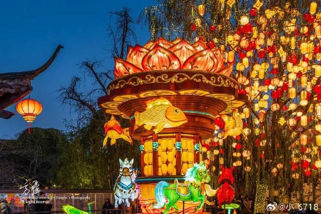 门东新“顶流”！一棵美到让全南京排队围观的树！