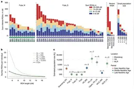 山东傅家遗址确证母系社会存在：DNA是实证，但并非孤证图片
