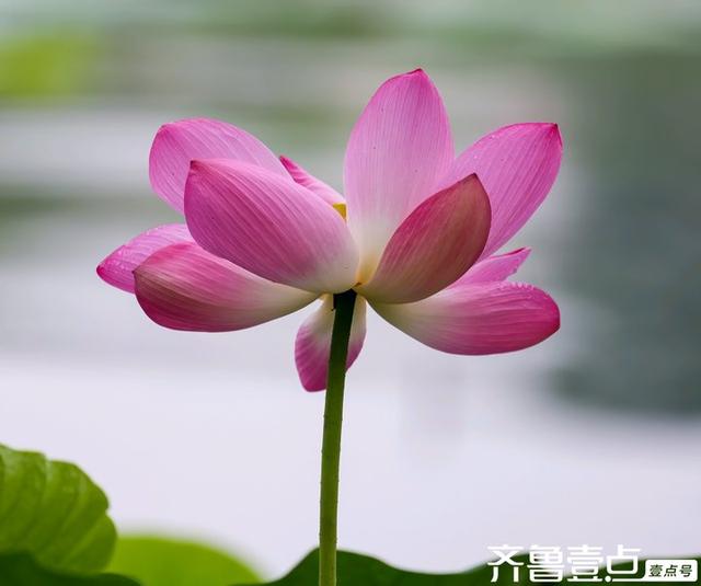 壹点号·秀山东|大明湖的荷花之美，早已融入济南的城市灵魂
