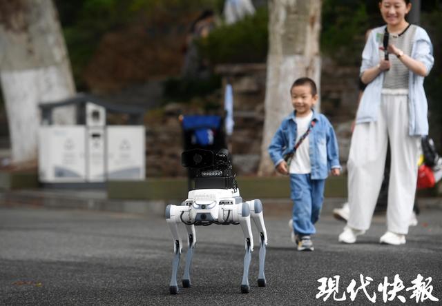 玄武湖2025秋花秋实展9月30日启幕，2万株向日葵邀您共赴“斑斓之约”