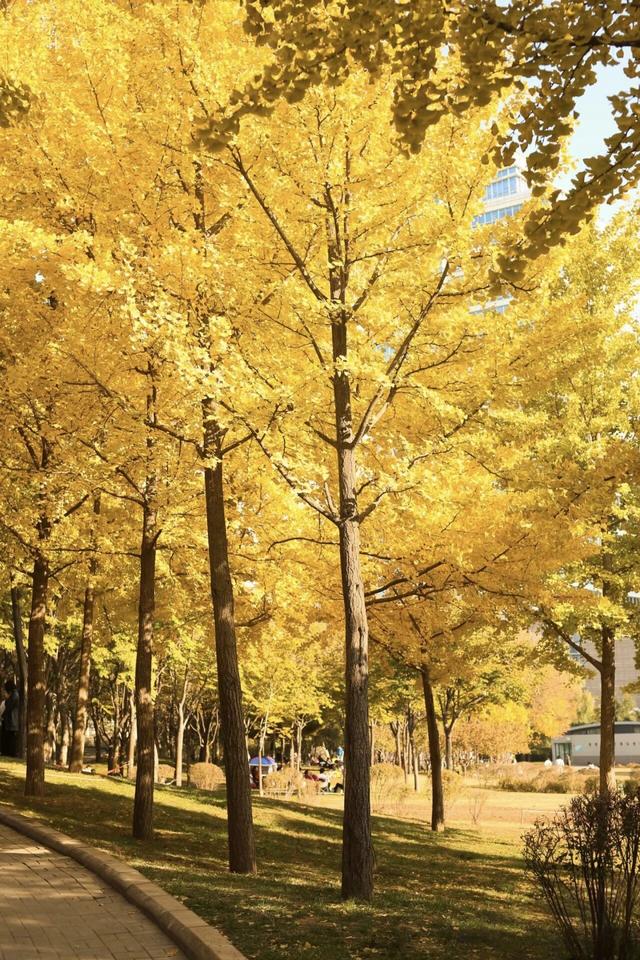 地铁直达！郑州7个免费赏银杏的好去处！赶紧收藏→