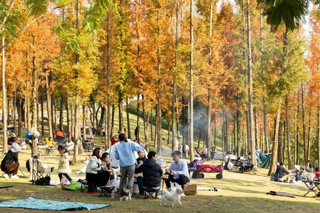 杉林映冬阳 露营拾光暖