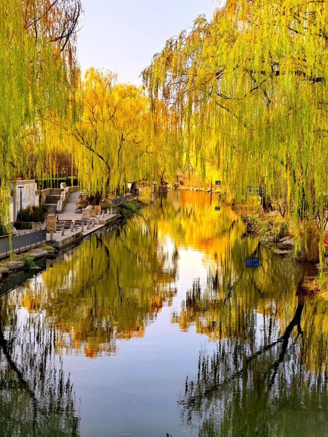 芦苇黄，河水碧，邂逅北京南长河畔的初冬