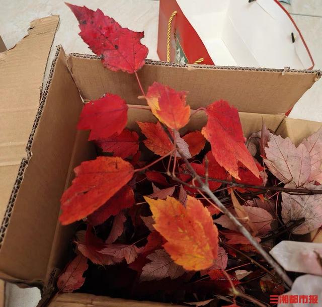 留住秋冬暖色，大家爱上“买树叶”|消费新观察