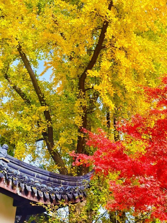 美爆了！南京“番茄炒蛋树”前，挤满了人