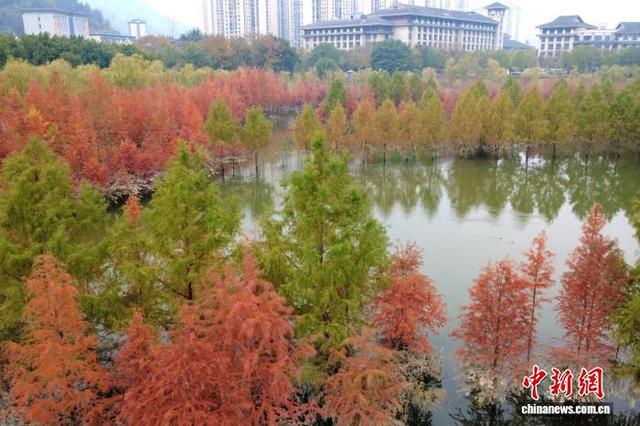 重庆开州汉丰湖国家湿地公园水中彩林美如画