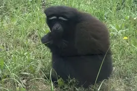 合肥野生动物园，又火了一个“哦豁猴”!图片