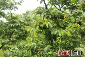 汶川甜樱桃即将上市 邀您五月中旬来尝鲜图片
