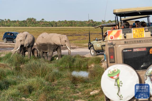 探访肯尼亚安博塞利国家公园