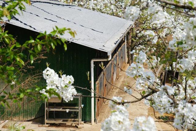 云新闻观察丨从山野美景到旅创IP，云南梨花太会开了