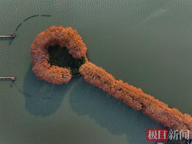 “金汤勺”舀动东湖碧波，原来是大自然在喂你一口深秋