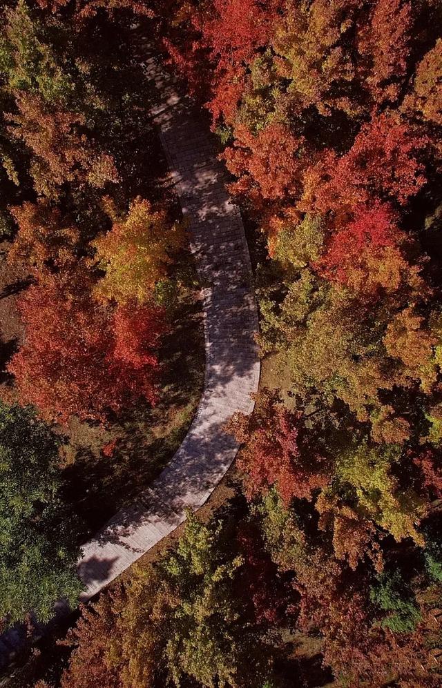 昆明迎来最美赏枫季 打卡攻略奉上