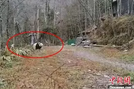 四川宝兴：村民偶遇野生大熊猫图片