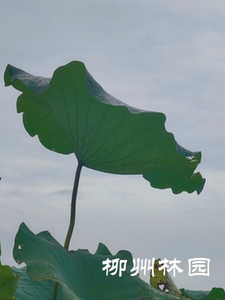 柳州市都乐公园上演“烟雨荷塘”