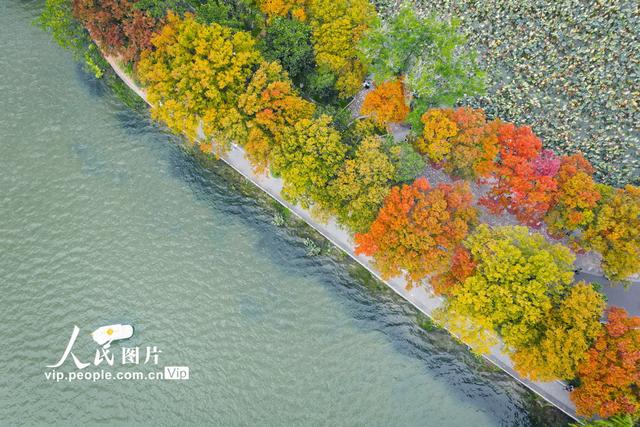 江苏南京：玄武湖秋景如画