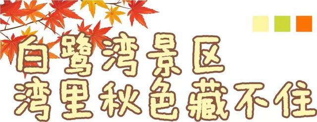 日照色彩派对开启！“美拉德”风景正当时！