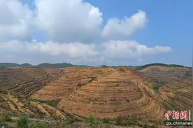 2024年南宁市油茶产业发展现场推进会在良庆区召开图片