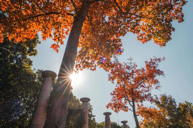 嘉定州桥老街，深秋的画卷正徐徐展开