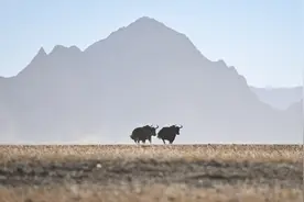 （环境）冬日阿尔金山：千山万物栖 秘境昆仑上(2)图片