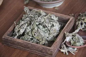 瑞龙中药大讲堂｜河南道地药材艾叶图片