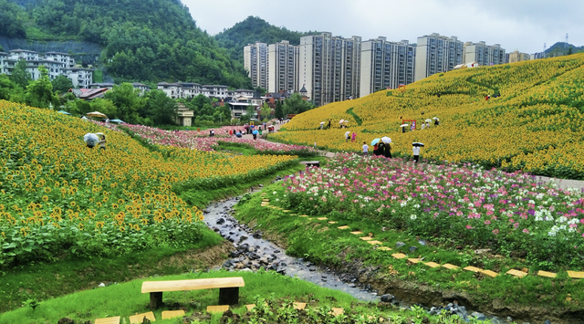 六盘水明湖百余亩花田盛开引游客驻足赏花