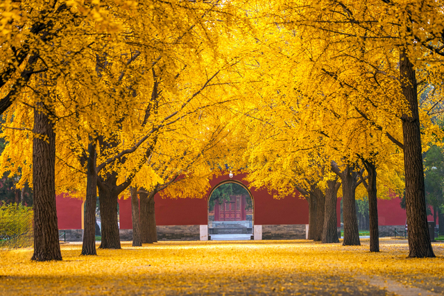 银杏浓烈似金，松柏深翠如墨！京城这景色太美了