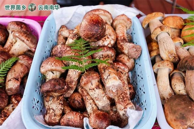 楚雄的秋天要如何打开？赶紧收藏！