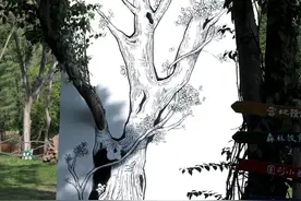 白板上“长”出一棵树！莲花山这棵“爆款”树，你打卡了吗？图片