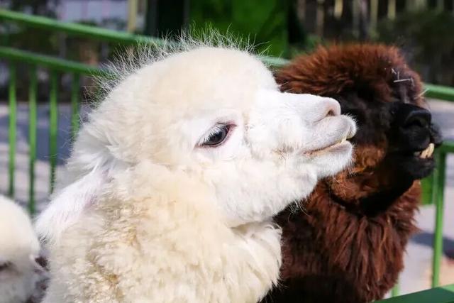 就今天！巅峰日夜狂欢开启！