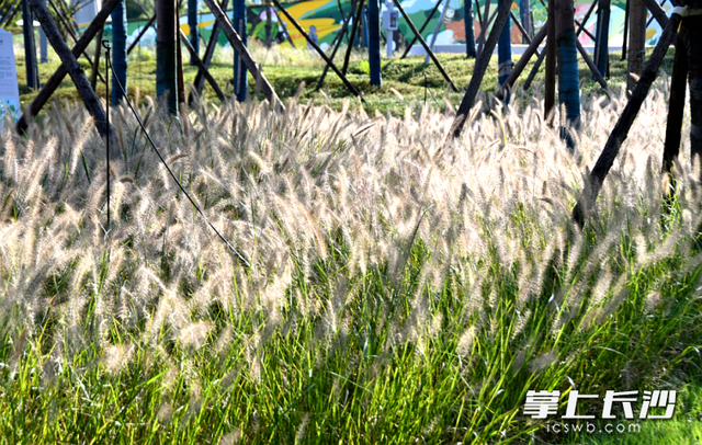 打卡大泽湖湿地公园，秋日自然疗愈正当时