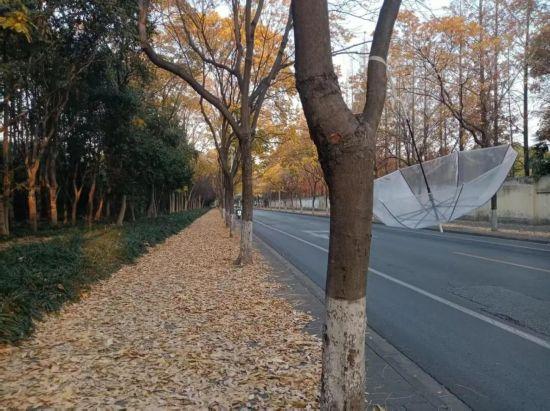 这场秋日浪漫别错过 申城落叶道体验进入倒计时