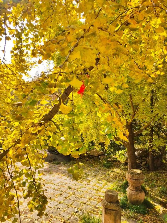 “刷爆”洛阳人朋友圈的金色，谁看谁心动～