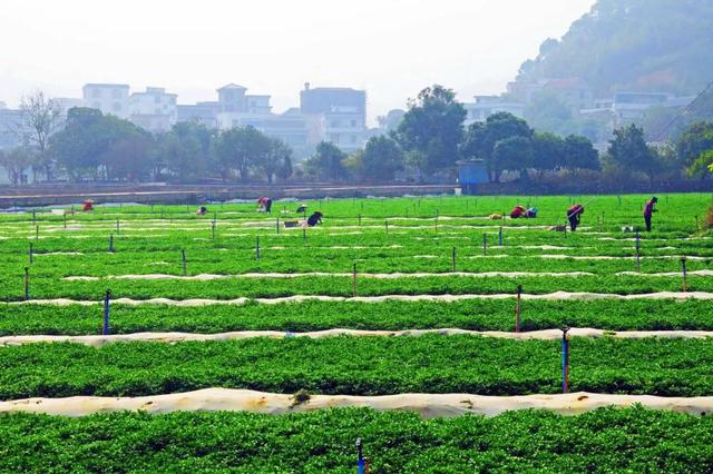 央视大片《珠江》里的花都⑤：山水滋养的田园至味