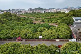 实现智能化管理！中山大学人工智能赋能茂名荔枝产业图片