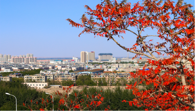 当硬核金川遇上温柔秋天，画面太治愈了！