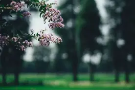 见花如面的浪漫！在练塘寻到了~图片