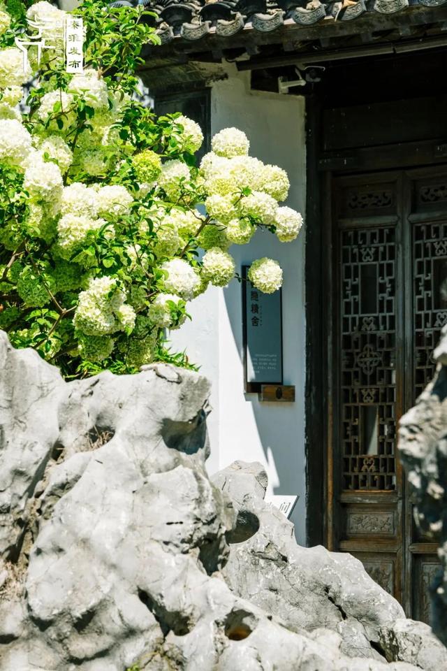 花样秦淮｜绣球花开