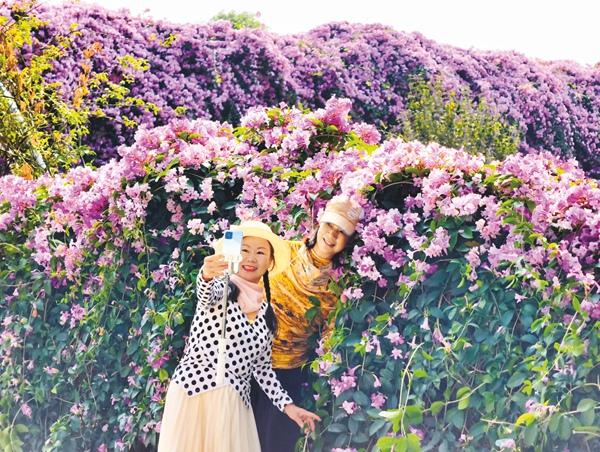 花开成瀑 一墙浪漫藏不住