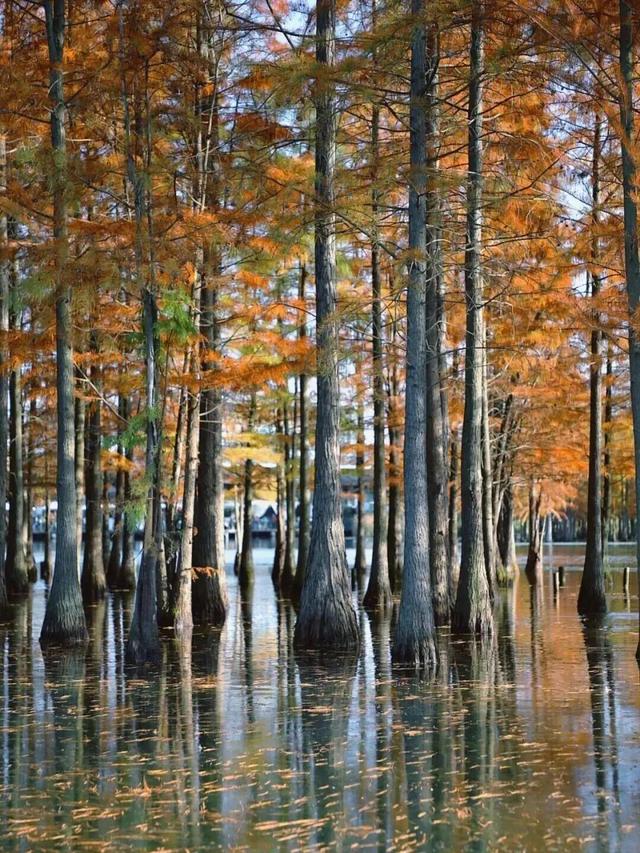 成都限定红！水杉最美季节上线，赶紧打卡！