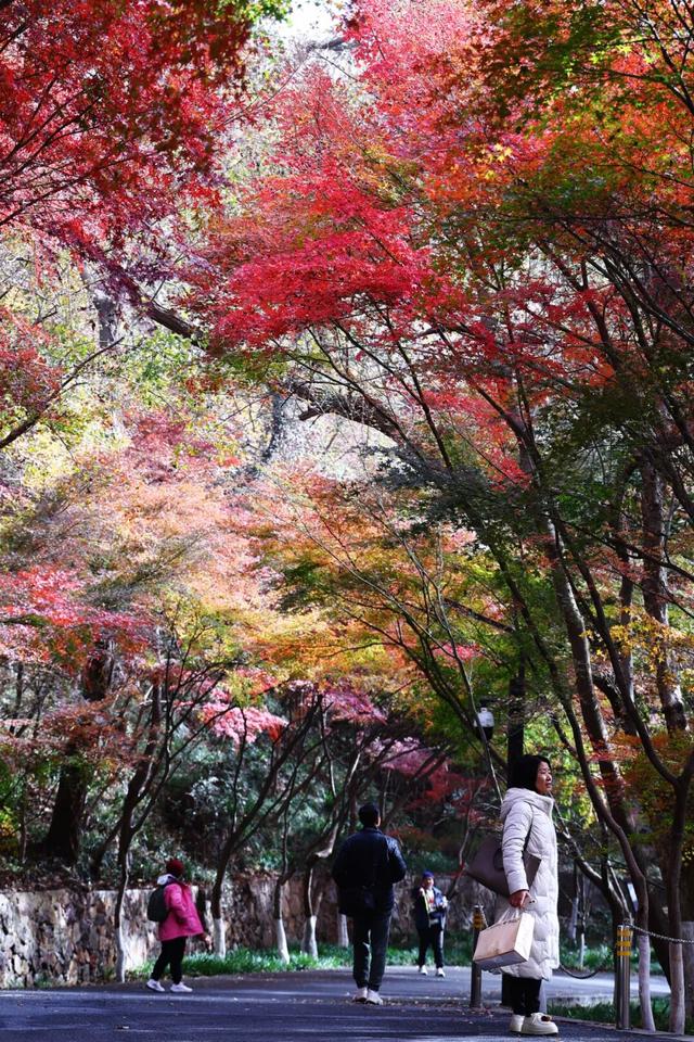 官宣：栖霞山进入最佳观赏期！