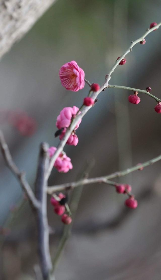 提前两个多月开放，趵突泉畔“梅”景迷人