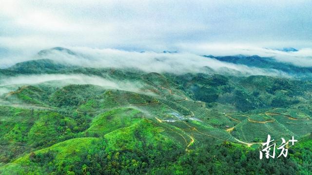 穿越万亩茶园，紫金龙窝首届徒步活动吸引千人打卡“蝉茶小镇”