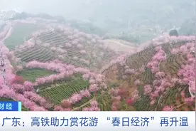 广东高铁“花”式出游，樱花、油菜花打卡点来了→图片