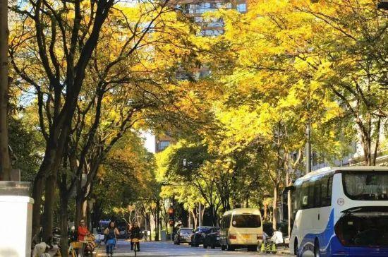 秋色浓度已拉满，申城街头 “赤橙黄绿交响曲”