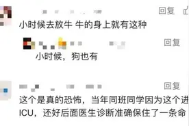 女子被咬7天后死亡！户外出行警惕“小黑点”图片