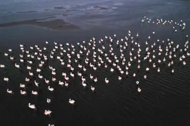 天津七里海湿地的东方白鹳们报“平安”：这一季零死亡图片