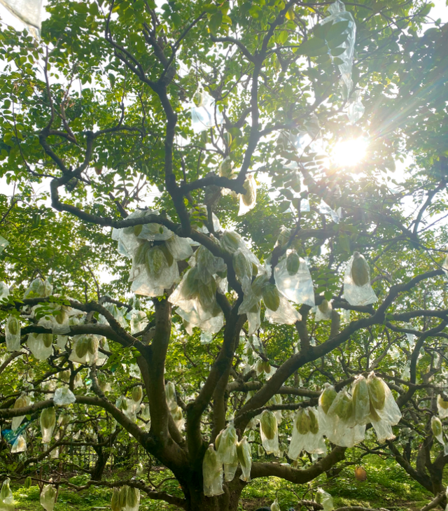 央视大片《珠江》里的花都⑤：山水滋养的田园至味
