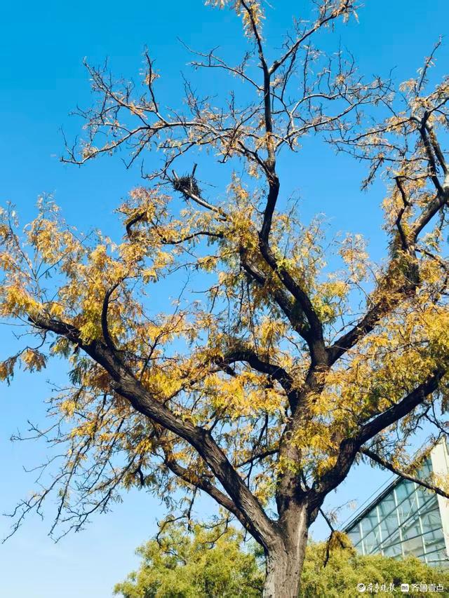 秋高气爽，金色泉城公园