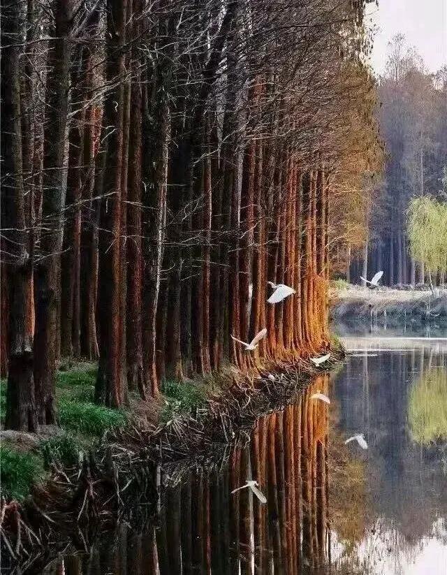 夺冠后，泰州官宣：全球免费！