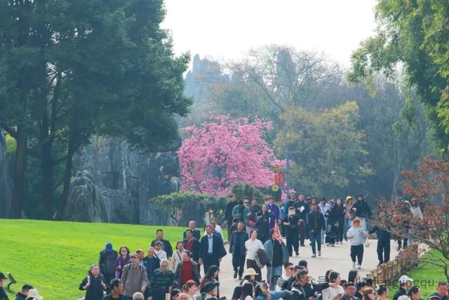 石林已被繁花拥裹，这份赏花攻略请收好